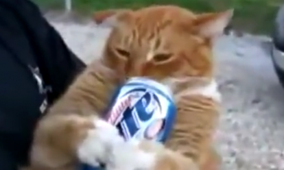 Katten houden ook van bier!